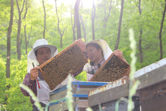 山东沂源：“追花”养蜂人，连影槐香中