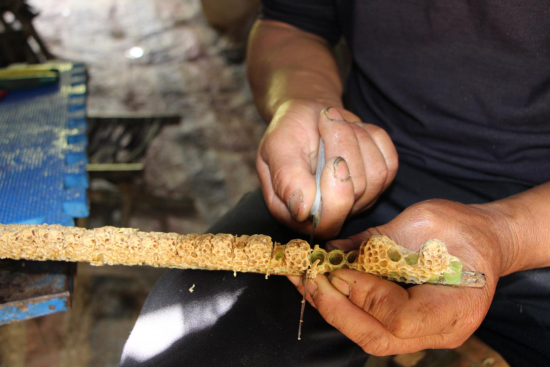 山东沂源：“追花”养蜂人，连影槐香中