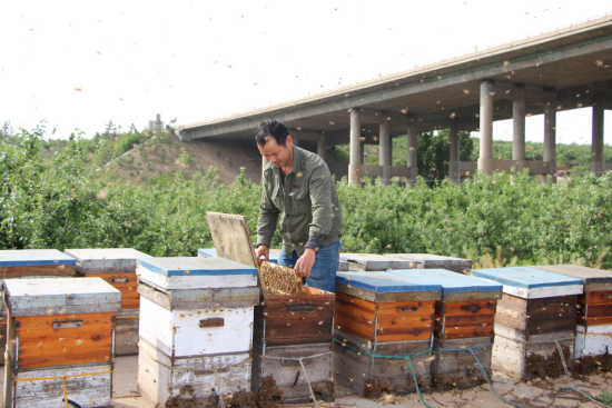 山东沂源：“追花”养蜂人，连影槐香中