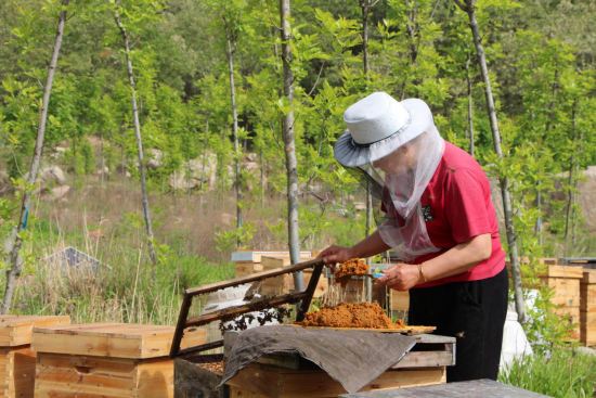 山东沂源：“追花”养蜂人，连影槐香中