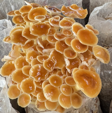 wechat_2025-01-20_110527_108