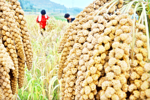 谷子丰收