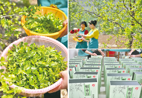 棘芽做茶巧增收