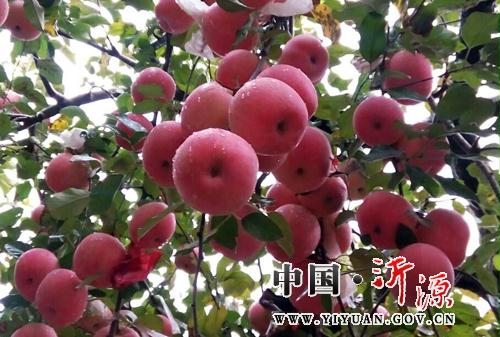 沂源红苹果会说话