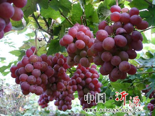 南麻有多少人口
