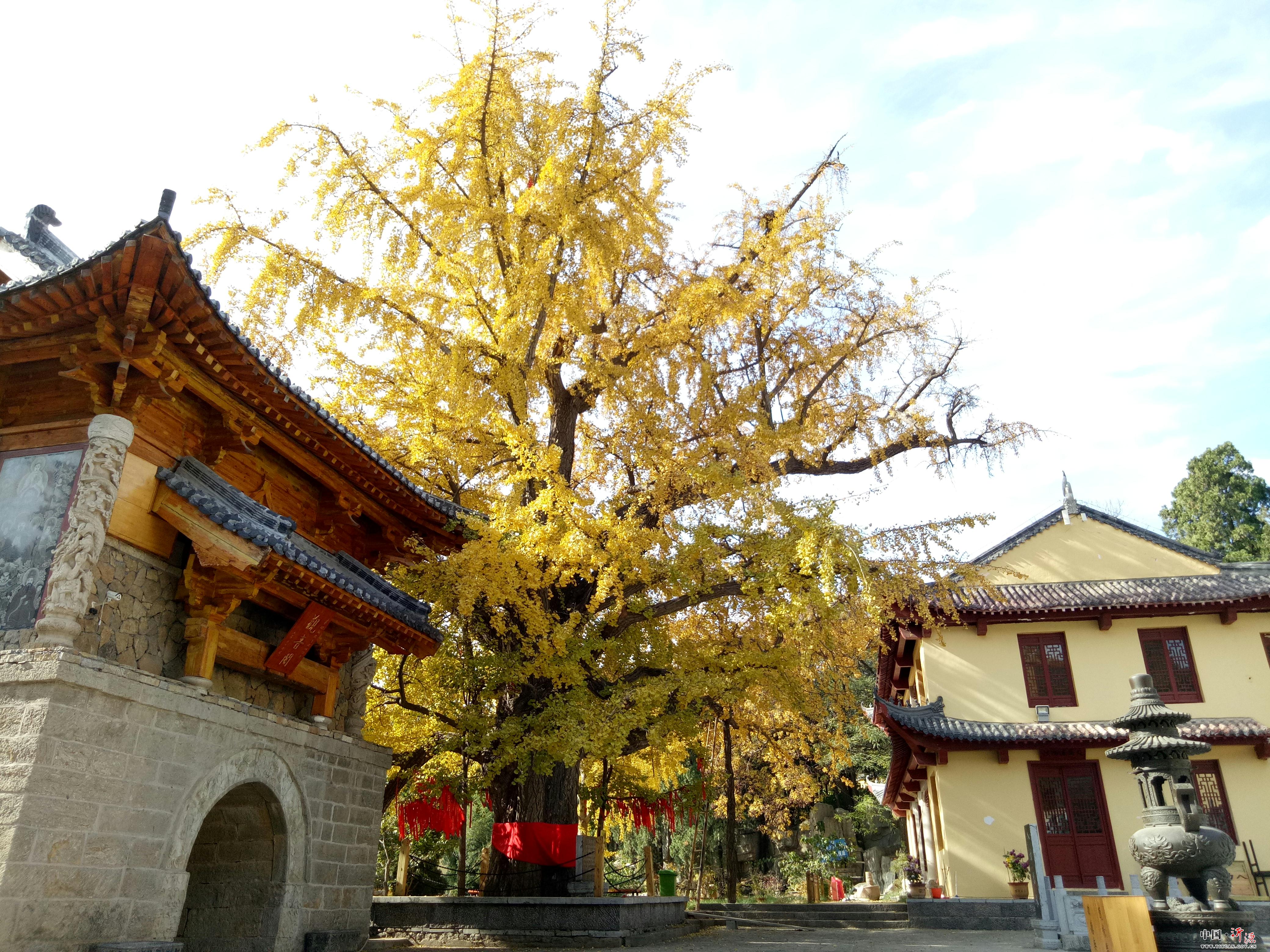 【旅游】弥陀寺银杏美_山东省淄博市沂源县东里镇福禄