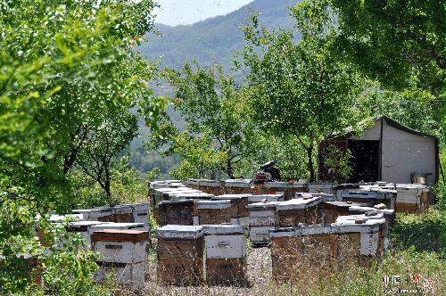 南鲁山镇:好生态引来养蜂人